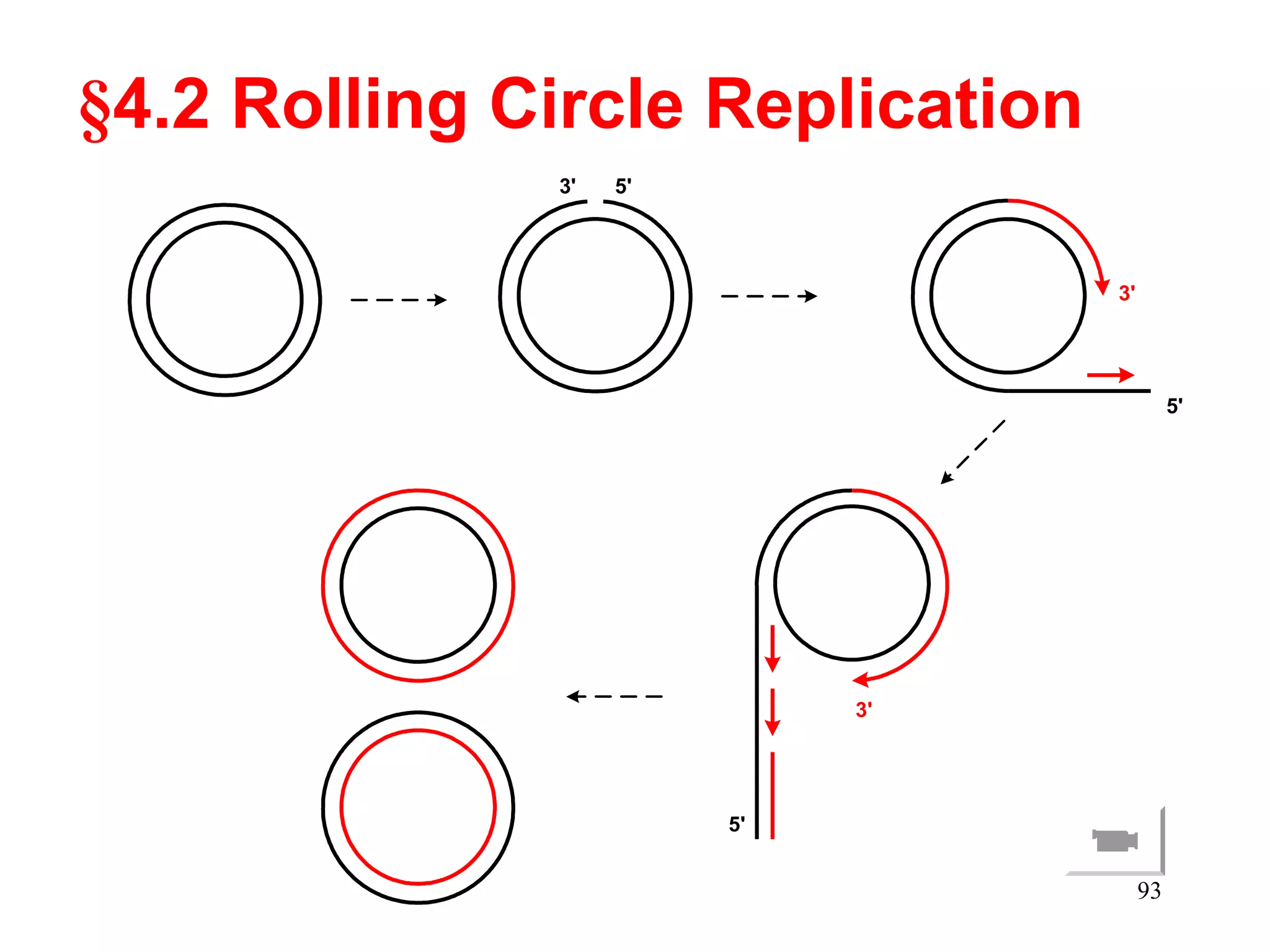 §4.2 Rolling Circle Replication
5'
3'
5'
3'
5'
3'
93
 