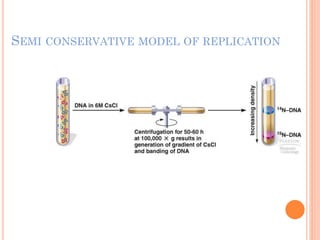 SEMI CONSERVATIVE MODEL OF REPLICATION
 