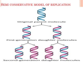 SEMI CONSERVATIVE MODEL OF REPLICATION
 
