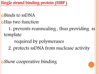 Single strand binding protein (SSBP )
Binds to ssDNA
Has two function
1. prevents reannealing , thus providing ss
template
required by polymerases
2. protects ssDNA from nuclease activity
Show cooperative binding
 