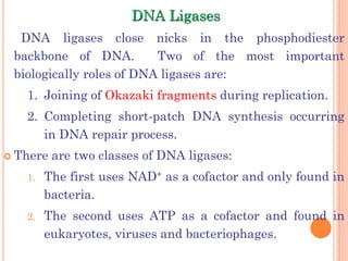 DNA Ligases
DNA ligases close nicks in the phosphodiester
backbone of DNA. Two of the most important
biologically roles of DNA ligases are:
1. Joining of Okazaki fragments during replication.
2. Completing short-patch DNA synthesis occurring
in DNA repair process.
 There are two classes of DNA ligases:
1. The first uses NAD+ as a cofactor and only found in
bacteria.
2. The second uses ATP as a cofactor and found in
eukaryotes, viruses and bacteriophages.
 