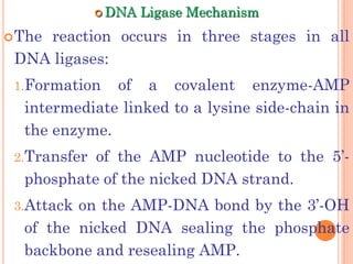  DNA Ligase Mechanism
The reaction occurs in three stages in all
DNA ligases:
1.Formation of a covalent enzyme-AMP
intermediate linked to a lysine side-chain in
the enzyme.
2.Transfer of the AMP nucleotide to the 5’-
phosphate of the nicked DNA strand.
3.Attack on the AMP-DNA bond by the 3’-OH
of the nicked DNA sealing the phosphate
backbone and resealing AMP.
 