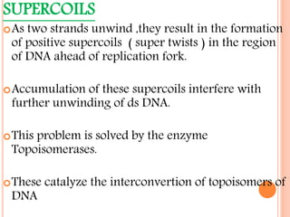 SUPERCOILS
As two strands unwind ,they result in the formation
of positive supercoils ( super twists ) in the region
of DNA ahead of replication fork.
Accumulation of these supercoils interfere with
further unwinding of ds DNA.
This problem is solved by the enzyme
Topoisomerases.
These catalyze the interconvertion of topoisomers of
DNA
 