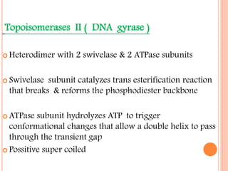 Topoisomerases II ( DNA gyrase )
 Heterodimer with 2 swivelase & 2 ATPase subunits
 Swivelase subunit catalyzes trans esterification reaction
that breaks & reforms the phosphodiester backbone
 ATPase subunit hydrolyzes ATP to trigger
conformational changes that allow a double helix to pass
through the transient gap
 Possitive super coiled
 