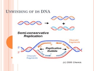 UNWINDING OF DS DNA
 