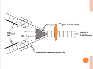 Topo-isomerases
 