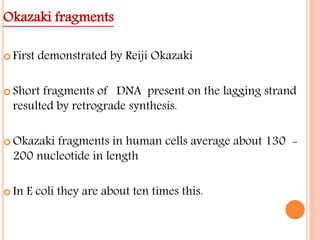 Okazaki fragments
 First demonstrated by Reiji Okazaki
 Short fragments of DNA present on the lagging strand
resulted by retrograde synthesis.
 Okazaki fragments in human cells average about 130 -
200 nucleotide in length
 In E coli they are about ten times this.
 