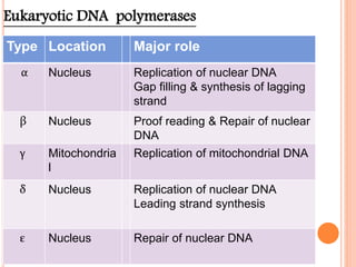 Eukaryotic DNA polymerases
Type Location Major role
α Nucleus Replication of nuclear DNA
Gap filling & synthesis of lagging
strand
β Nucleus Proof reading & Repair of nuclear
DNA
γ Mitochondria
l
Replication of mitochondrial DNA
δ Nucleus Replication of nuclear DNA
Leading strand synthesis
ε Nucleus Repair of nuclear DNA
 