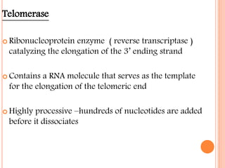 Telomerase
 Ribonucleoprotein enzyme ( reverse transcriptase )
catalyzing the elongation of the 3’ ending strand
 Contains a RNA molecule that serves as the template
for the elongation of the telomeric end
 Highly processive –hundreds of nucleotides are added
before it dissociates
 