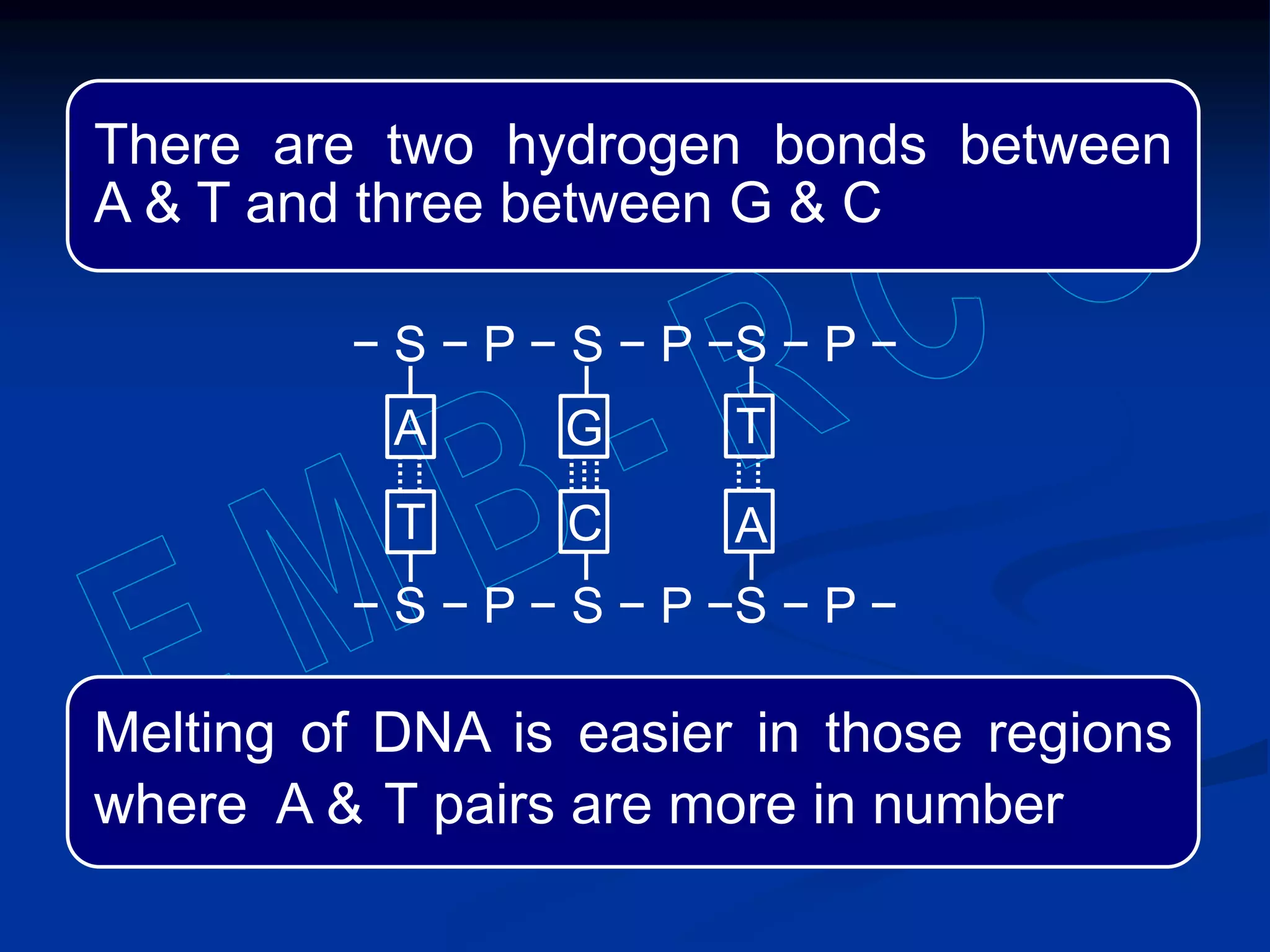 There are two hydrogen bonds between
A & T and three between G & C
Melting of DNA is easier in those regions
where A & T pairs are more in number
A
− S − P − S − P −S − P −
− S − P − S − P −S − P −
A
T
T
G
C
 