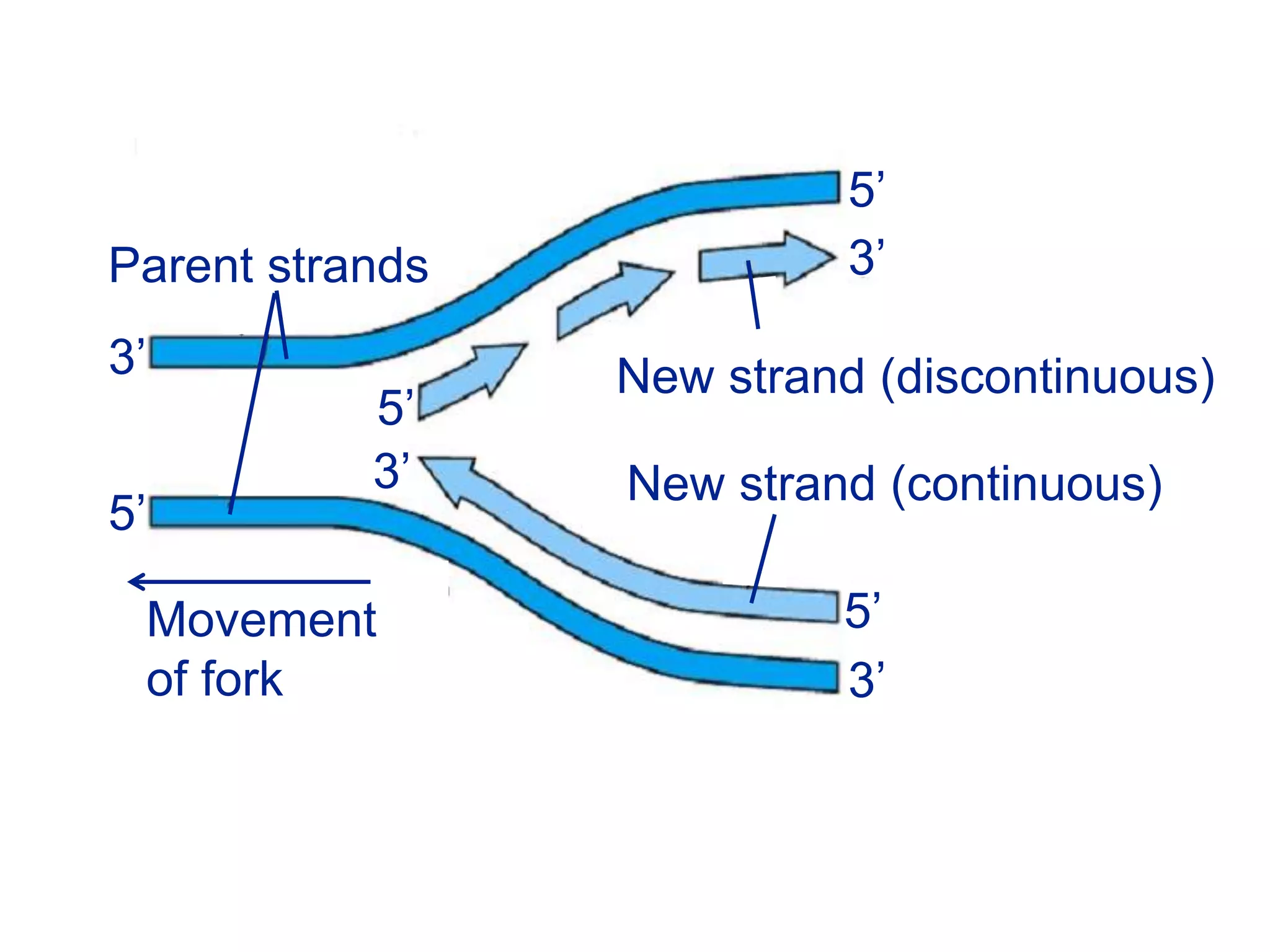 Movement
of fork
New strand (continuous)
New strand (discontinuous)
Parent strands
5’
5’
5’
5’
3’
3’
3’
3’
 