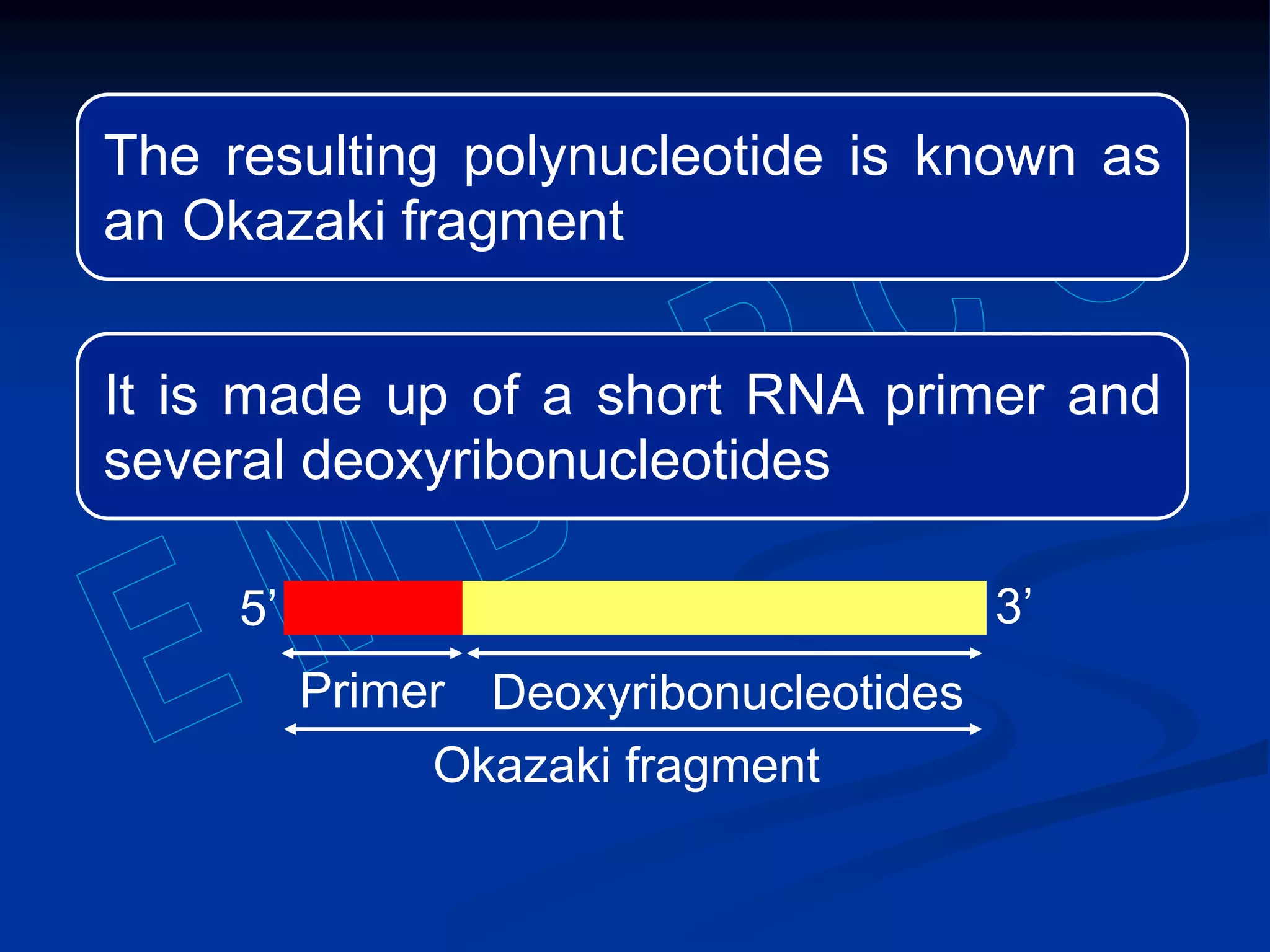 The resulting polynucleotide is known as
an Okazaki fragment
It is made up of a short RNA primer and
several deoxyribonucleotides
Okazaki fragment
3’5’
Primer Deoxyribonucleotides
 