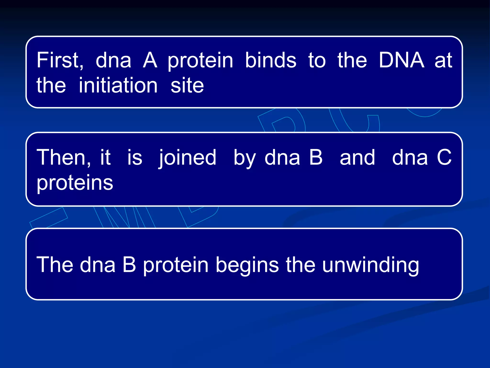 First, dna A protein binds to the DNA at
the initiation site
Then, it is joined by dna B and dna C
proteins
The dna B protein begins the unwinding
 