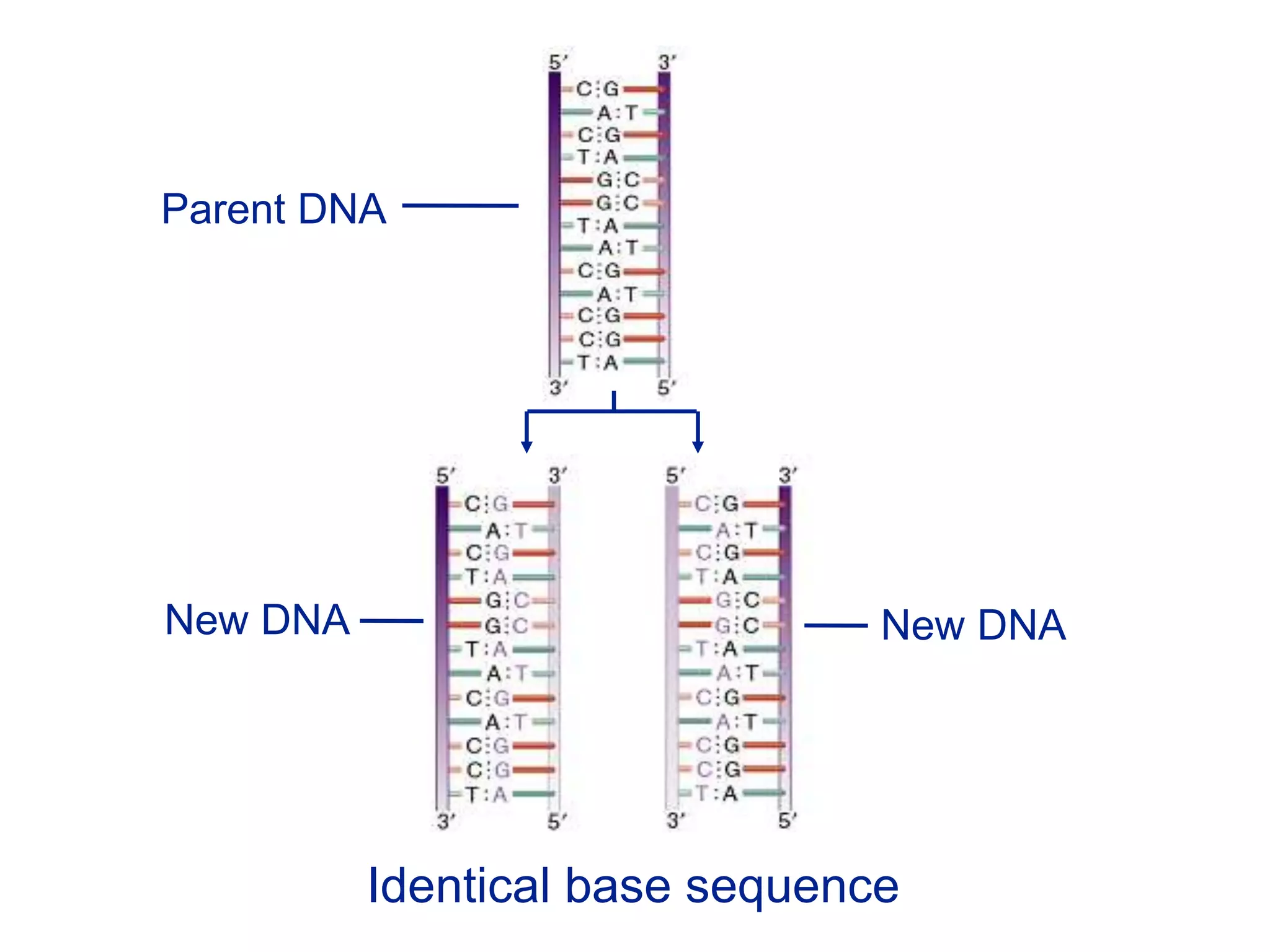 Parent DNA
New DNA New DNA
Identical base sequence
 