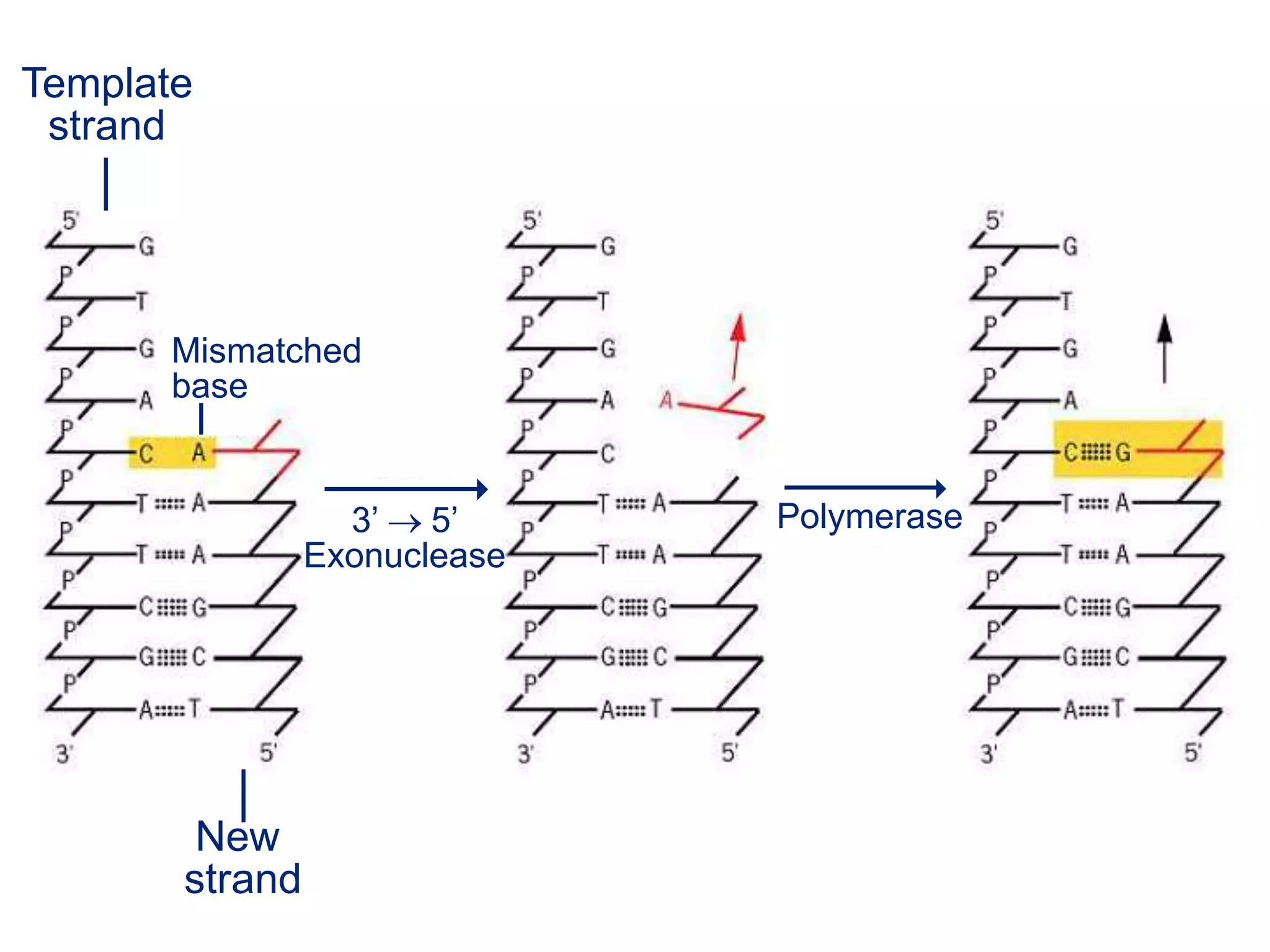 Template
strand
New
strand
Mismatched
base
3’ 5’
Exonuclease
Polymerase
 
 