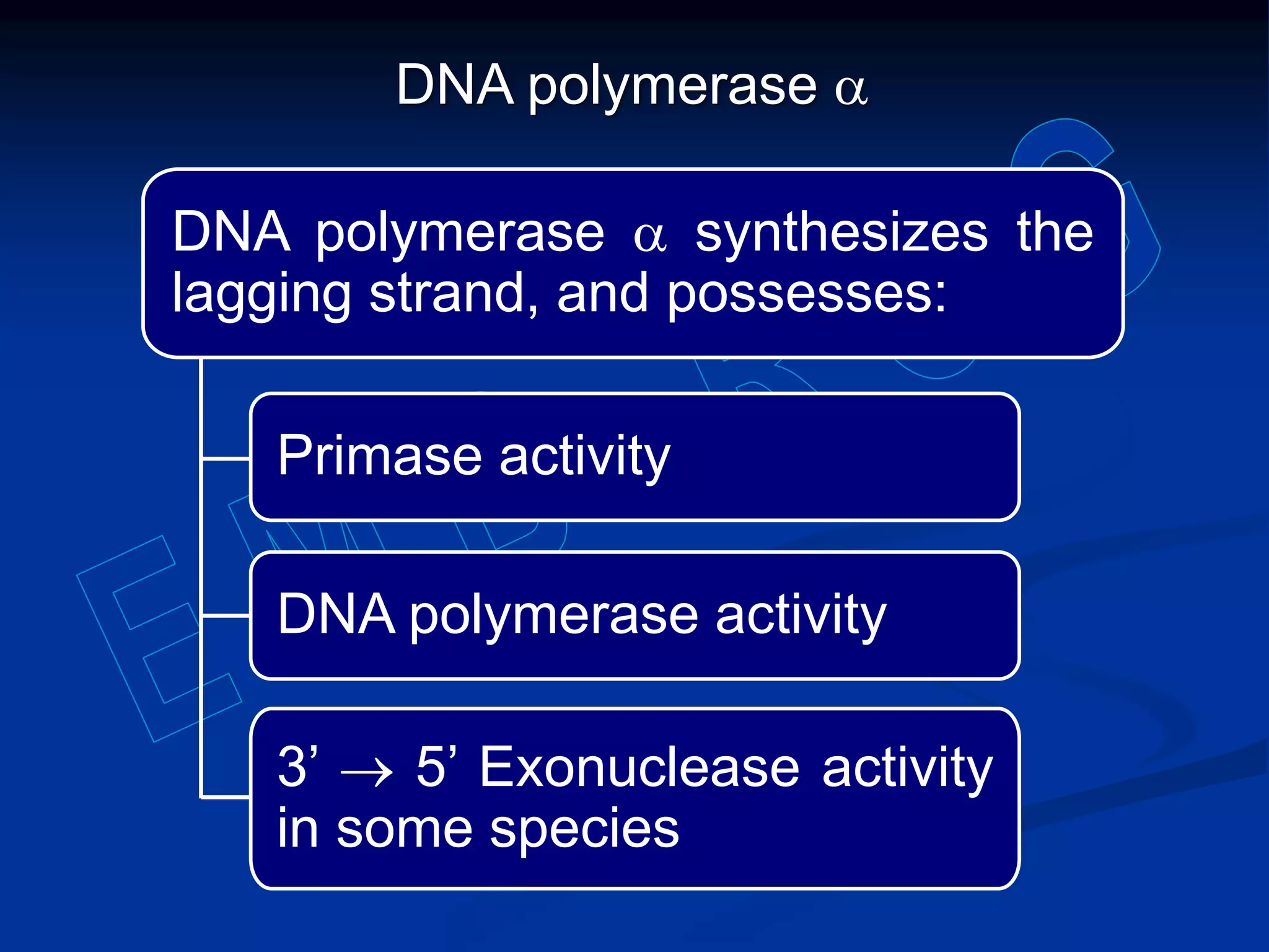 DNA polymerase a
DNA polymerase a synthesizes the
lagging strand, and possesses:
Primase activity
DNA polymerase activity
3’  5’ Exonuclease activity
in some species
 