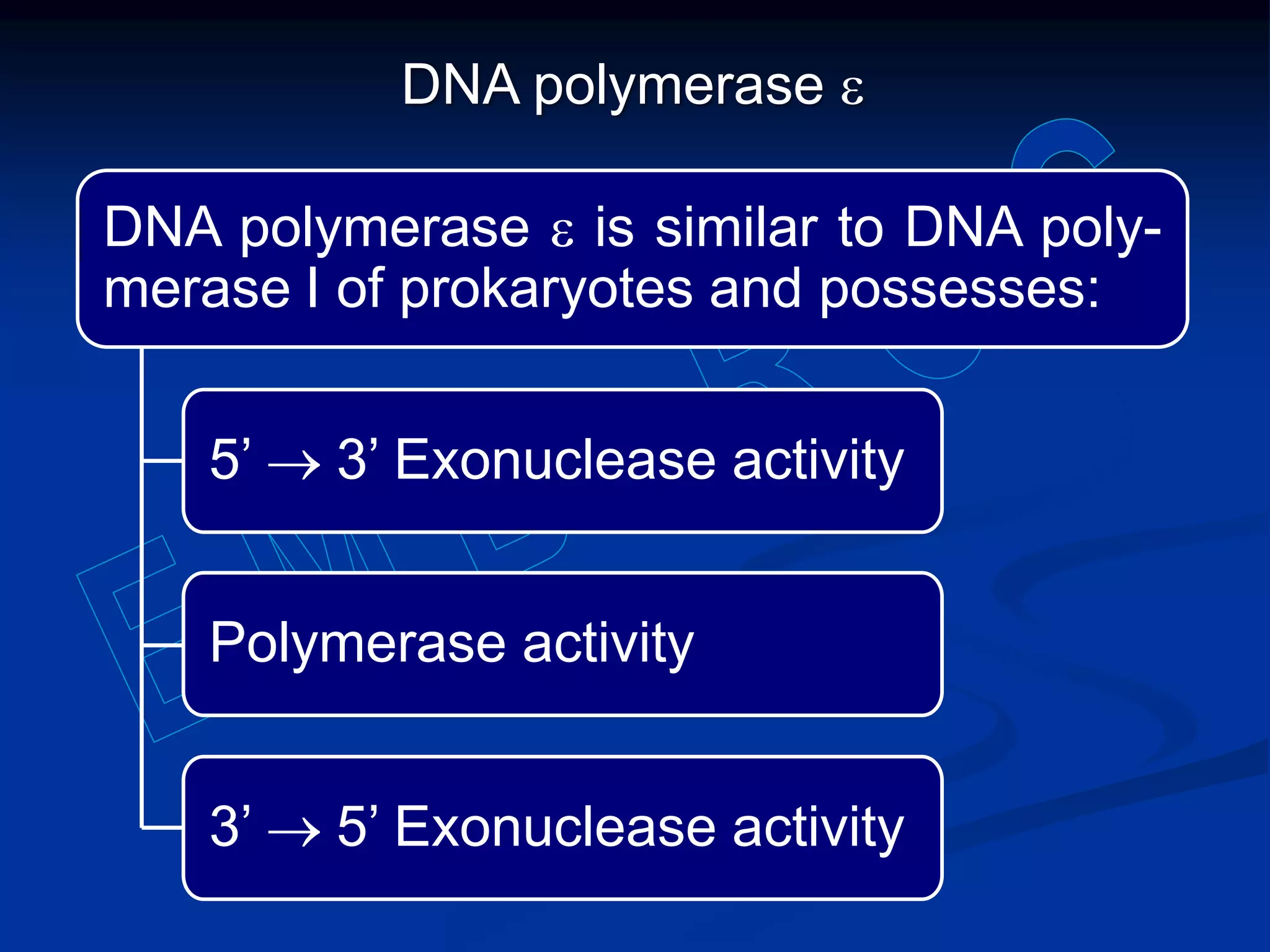 DNA polymerase e
DNA polymerase e is similar to DNA poly-
merase I of prokaryotes and possesses:
5’ 3’ Exonuclease activity
Polymerase activity
3’ 5’ Exonuclease activity
 