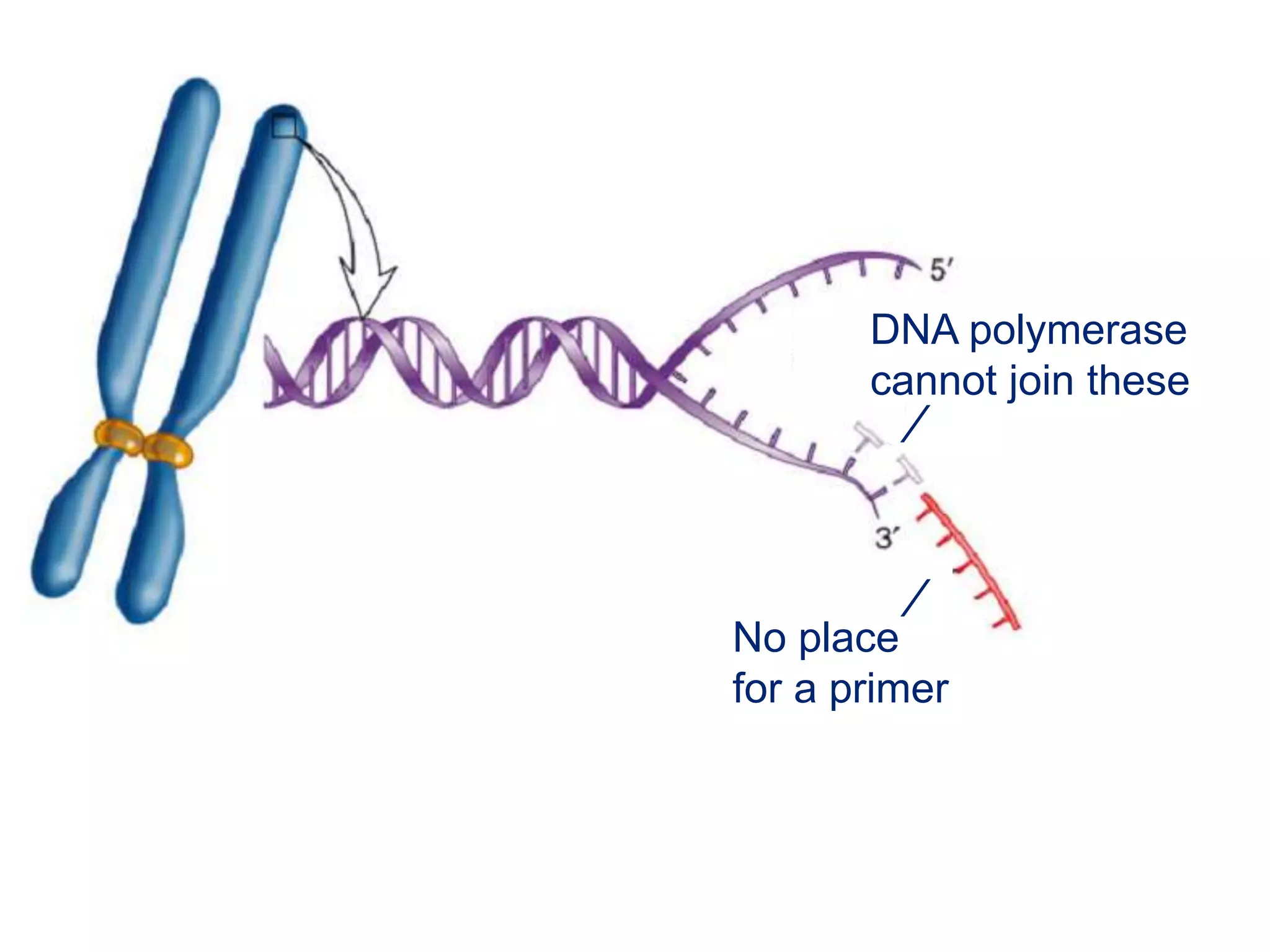 DNA polymerase
cannot join these
No place
for a primer
∕
∕
 