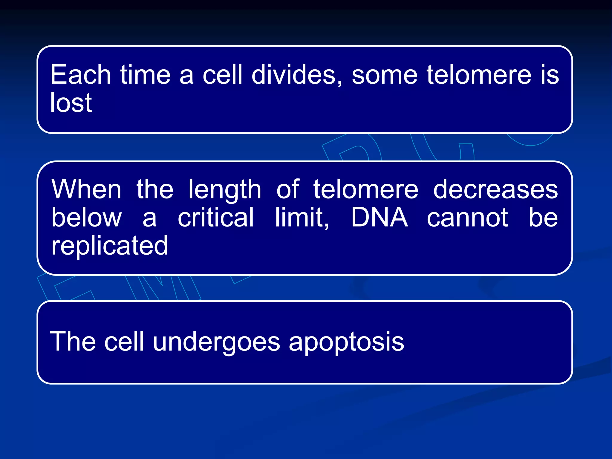 Each time a cell divides, some telomere is
lost
When the length of telomere decreases
below a critical limit, DNA cannot be
replicated
The cell undergoes apoptosis
 