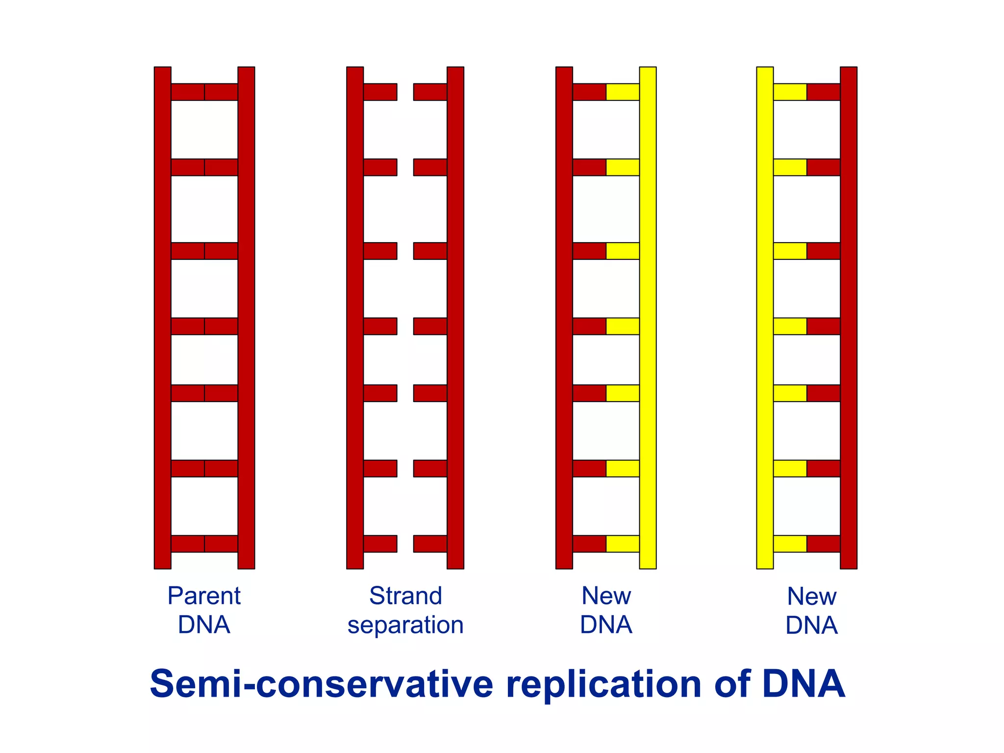 Parent
DNA
Strand
separation
New
DNA
New
DNA
Semi-conservative replication of DNA
 
