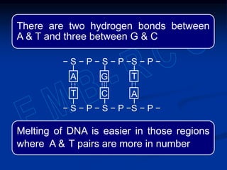 There are two hydrogen bonds between
A & T and three between G & C
Melting of DNA is easier in those regions
where A & T pairs are more in number
A
− S − P − S − P −S − P −
− S − P − S − P −S − P −
A
T
T
G
C
 