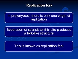 In prokaryotes, there is only one origin of
replication
Separation of strands at this site produces
a fork-like structure
This is known as replication fork
Replication fork
 