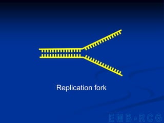Replication fork
 