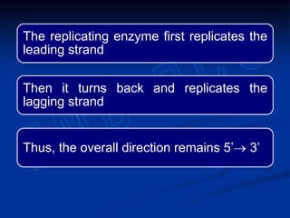 The replicating enzyme first replicates the
leading strand
Then it turns back and replicates the
lagging strand
Thus, the overall direction remains 5’ 3’
 
