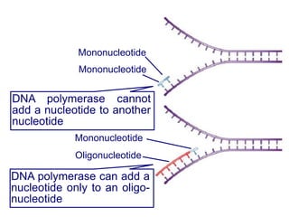 DNA polymerase cannot
add a nucleotide to another
nucleotide
DNA polymerase can add a
nucleotide only to an oligo-
nucleotide
Mononucleotide
Mononucleotide
Mononucleotide
Oligonucleotide
 