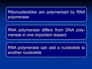 RNA polymerase can add a nucleotide to
another nucleotide
Ribonucleotides are polymerized by RNA
polymerase
RNA polymerase differs from DNA poly-
merase in one important respect
 