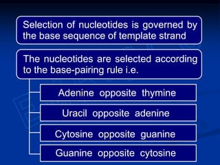 Selection of nucleotides is governed by
the base sequence of template strand
The nucleotides are selected according
to the base-pairing rule i.e.
Adenine opposite thymine
Uracil opposite adenine
Guanine opposite cytosine
Cytosine opposite guanine
 