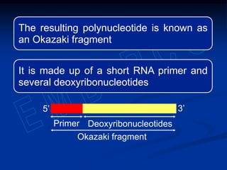 The resulting polynucleotide is known as
an Okazaki fragment
It is made up of a short RNA primer and
several deoxyribonucleotides
Okazaki fragment
3’5’
Primer Deoxyribonucleotides
 