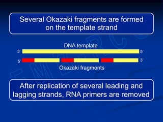 Several Okazaki fragments are formed
on the template strand
3’
DNA template
3’
Okazaki fragments
5’
5’
After replication of several leading and
lagging strands, RNA primers are removed
 