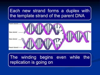 Each new strand forms a duplex with
the template strand of the parent DNA
The winding begins even while the
replication is going on
 