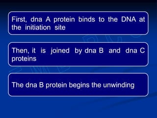 First, dna A protein binds to the DNA at
the initiation site
Then, it is joined by dna B and dna C
proteins
The dna B protein begins the unwinding
 