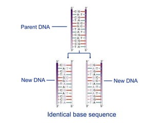 Parent DNA
New DNA New DNA
Identical base sequence
 