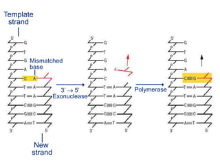 Template
strand
New
strand
Mismatched
base
3’ 5’
Exonuclease
Polymerase
 
 