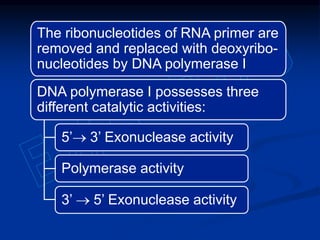 The ribonucleotides of RNA primer are
removed and replaced with deoxyribo-
nucleotides by DNA polymerase I
DNA polymerase I possesses three
different catalytic activities:
5’3’ Exonuclease activity
Polymerase activity
3’ 5’ Exonuclease activity
 