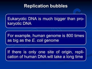 Eukaryotic DNA is much bigger than pro-
karyotic DNA
For example, human genome is 800 times
as big as the E. coli genome
If there is only one site of origin, repli-
cation of human DNA will take a long time
Replication bubbles
 