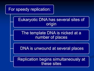 For speedy replication:
Eukaryotic DNA has several sites of
origin
The template DNA is nicked at a
number of places
DNA is unwound at several places
Replication begins simultaneously at
these sites
 