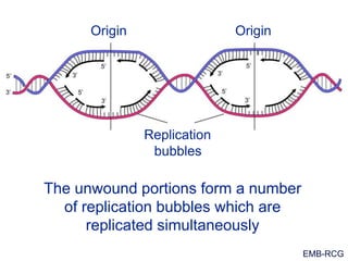 EMB-RCG
The unwound portions form a number
of replication bubbles which are
replicated simultaneously
Origin Origin
Replication
bubbles
 