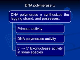 DNA polymerase a
DNA polymerase a synthesizes the
lagging strand, and possesses:
Primase activity
DNA polymerase activity
3’  5’ Exonuclease activity
in some species
 