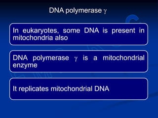 In eukaryotes, some DNA is present in
mitochondria also
DNA polymerase g is a mitochondrial
enzyme
It replicates mitochondrial DNA
DNA polymerase g
 