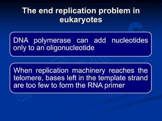 DNA polymerase can add nucleotides
only to an oligonucleotide
When replication machinery reaches the
telomere, bases left in the template strand
are too few to form the RNA primer
The end replication problem in
eukaryotes
 