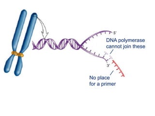 DNA polymerase
cannot join these
No place
for a primer
∕
∕
 