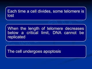 Each time a cell divides, some telomere is
lost
When the length of telomere decreases
below a critical limit, DNA cannot be
replicated
The cell undergoes apoptosis
 