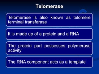 Telomerase is also known as telomere
terminal transferase
It is made up of a protein and a RNA
The protein part possesses polymerase
activity
The RNA component acts as a template
Telomerase
 