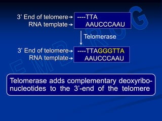Telomerase adds complementary deoxyribo-
nucleotides to the 3’-end of the telomere
----TTA3’ End of telomere
RNA template AAUCCCAAU
----TTAGGGTTA
AAUCCCAAU
3’ End of telomere
RNA template
Telomerase
 