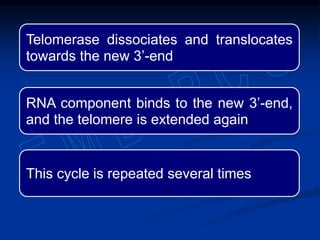 Telomerase dissociates and translocates
towards the new 3’-end
RNA component binds to the new 3’-end,
and the telomere is extended again
This cycle is repeated several times
 