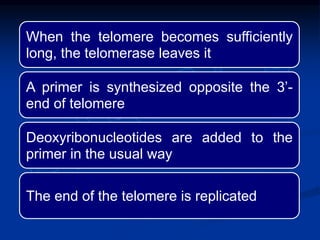 When the telomere becomes sufficiently
long, the telomerase leaves it
A primer is synthesized opposite the 3’-
end of telomere
Deoxyribonucleotides are added to the
primer in the usual way
The end of the telomere is replicated
 